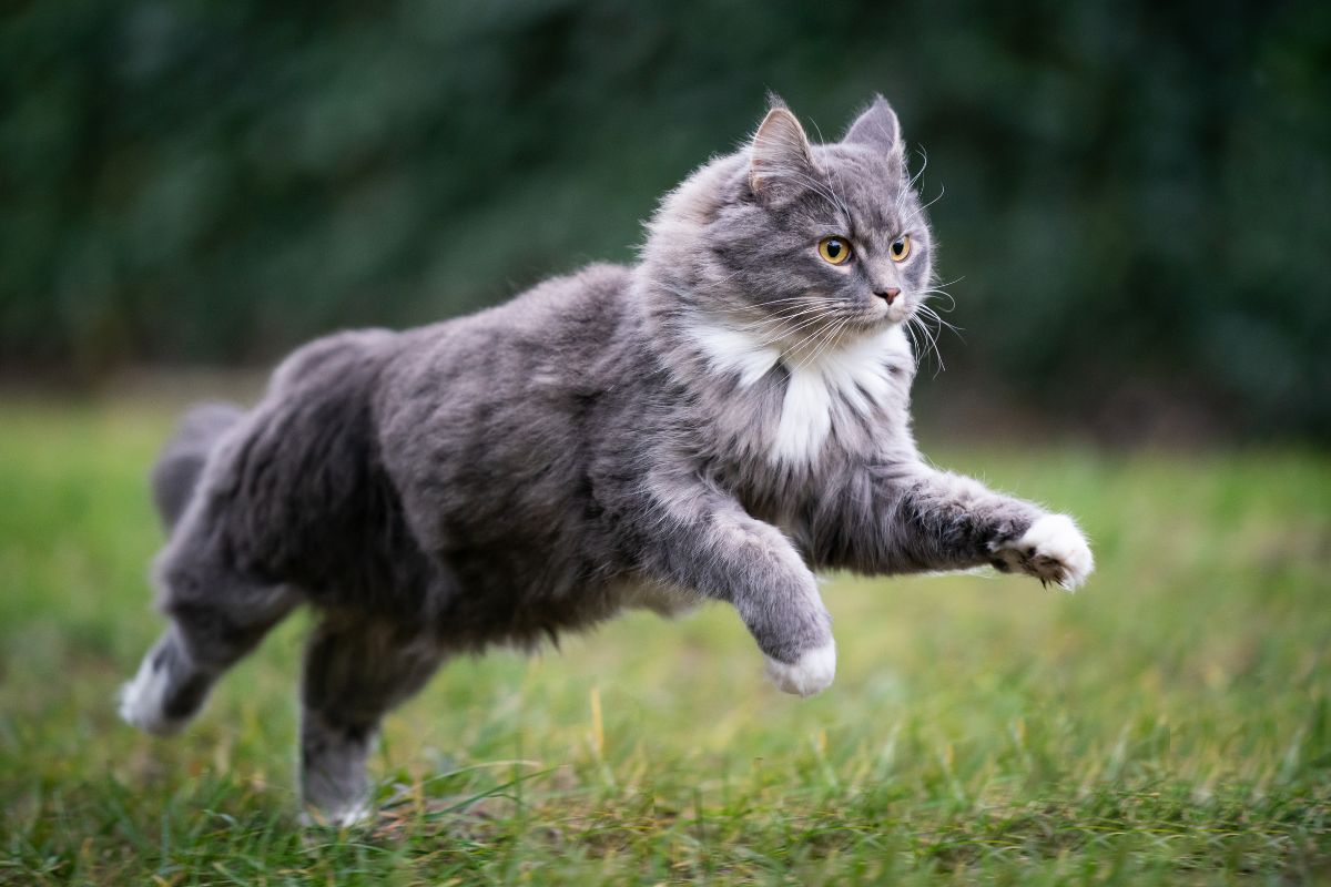 Croquettes chat sans céréales : nutrition équilibrée garantie