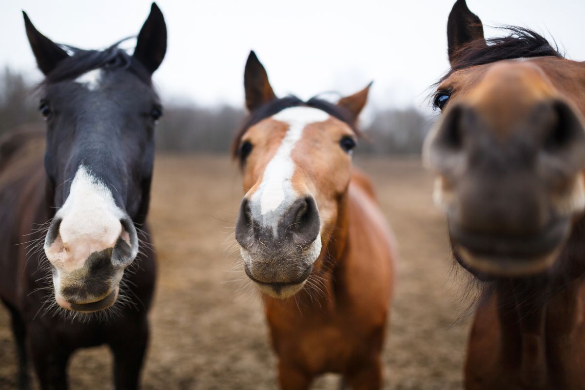 École ostéopathie animale : formation pour les passionnés